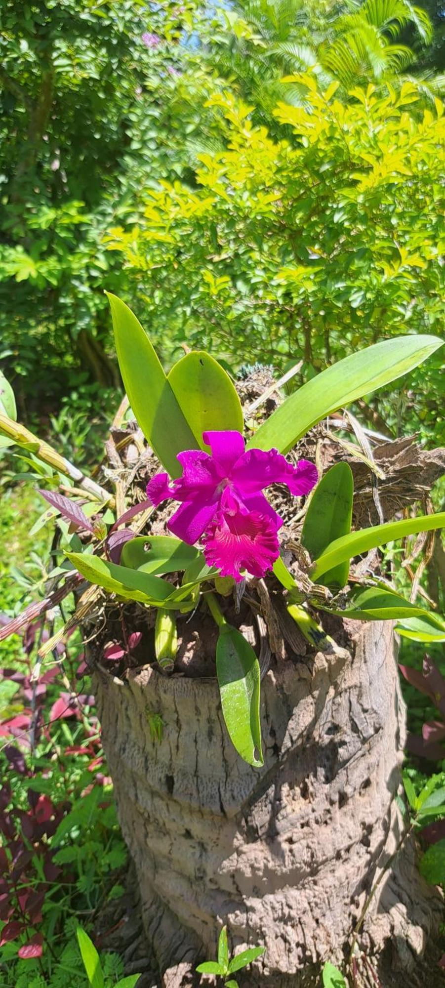 Xuanmai Garden Resort Pakse Eksteriør bilde