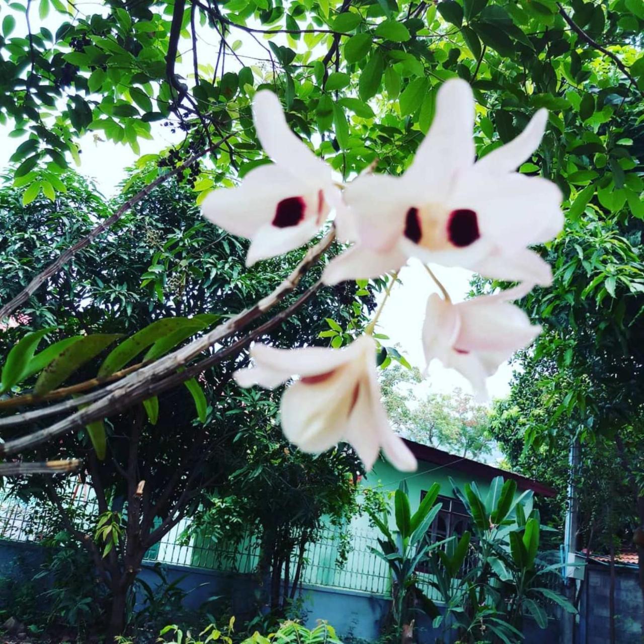 Xuanmai Garden Resort Pakse Eksteriør bilde