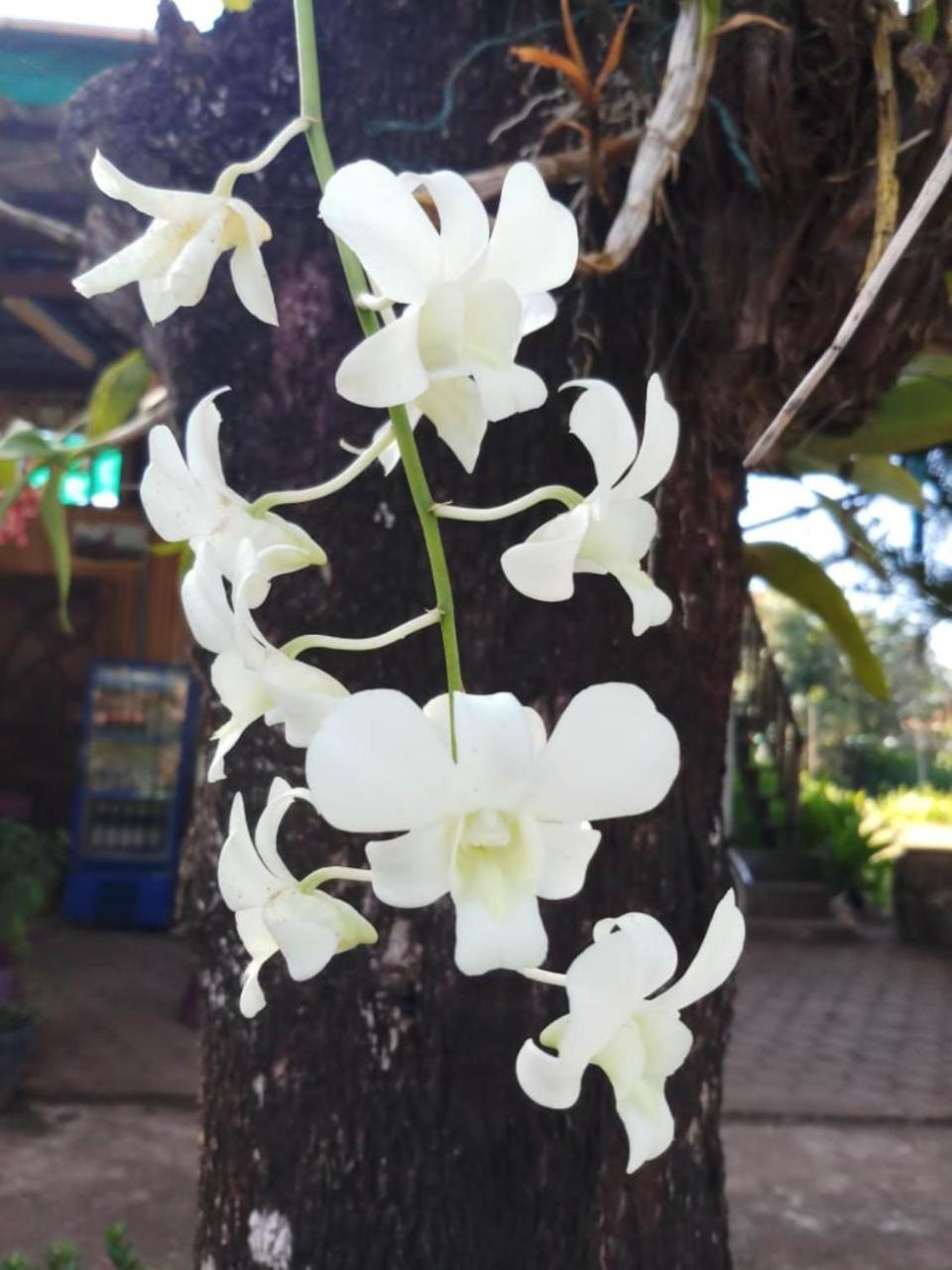 Xuanmai Garden Resort Pakse Eksteriør bilde