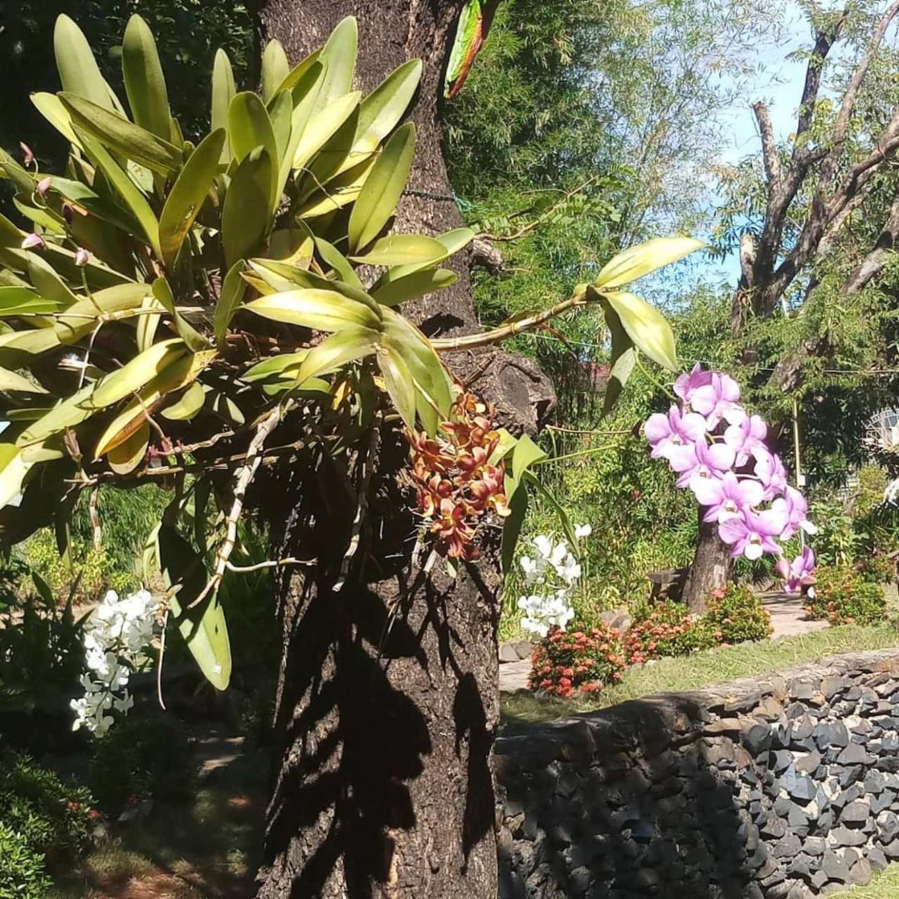 Xuanmai Garden Resort Pakse Eksteriør bilde